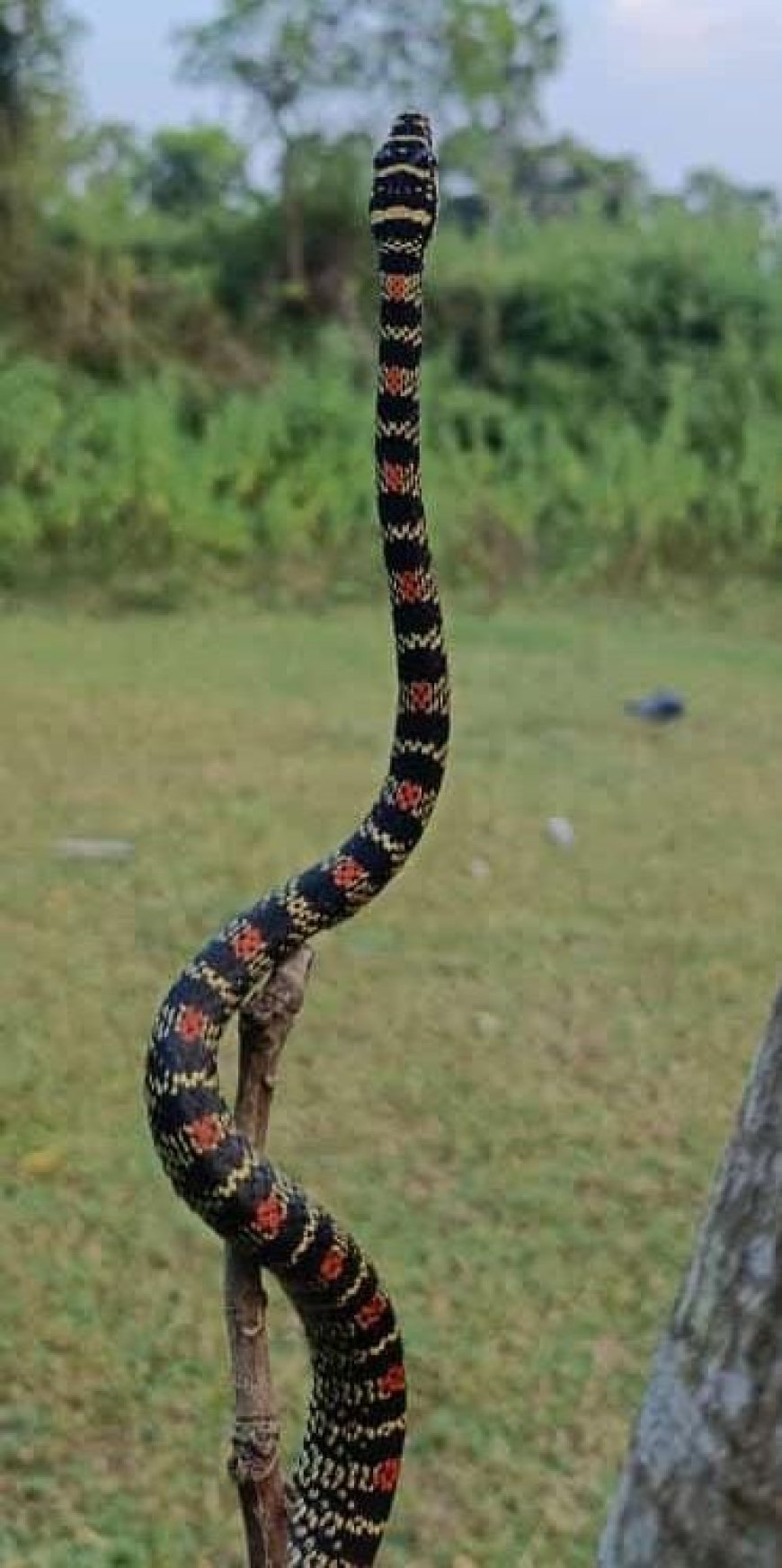 పాడేరు లో అరుదైన వింత పాము
