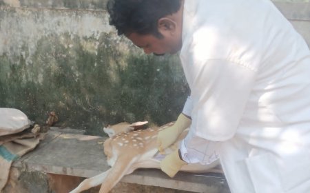 జింకకు శవ పరీక్ష నిర్వహించిన డాక్టర్ సుధాకర్