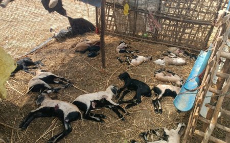కుక్కల దాడిలో 15 గొర్రెలు మృతి