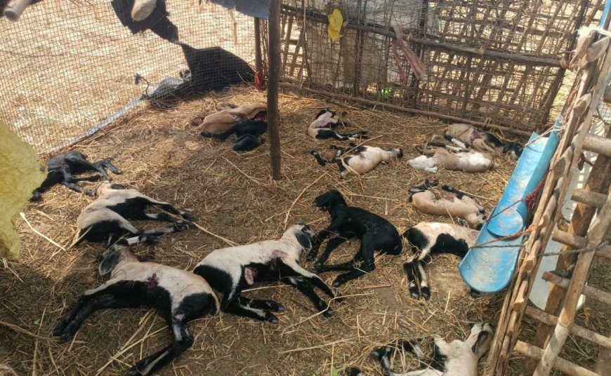 కుక్కల దాడిలో 15 గొర్రెలు మృతి